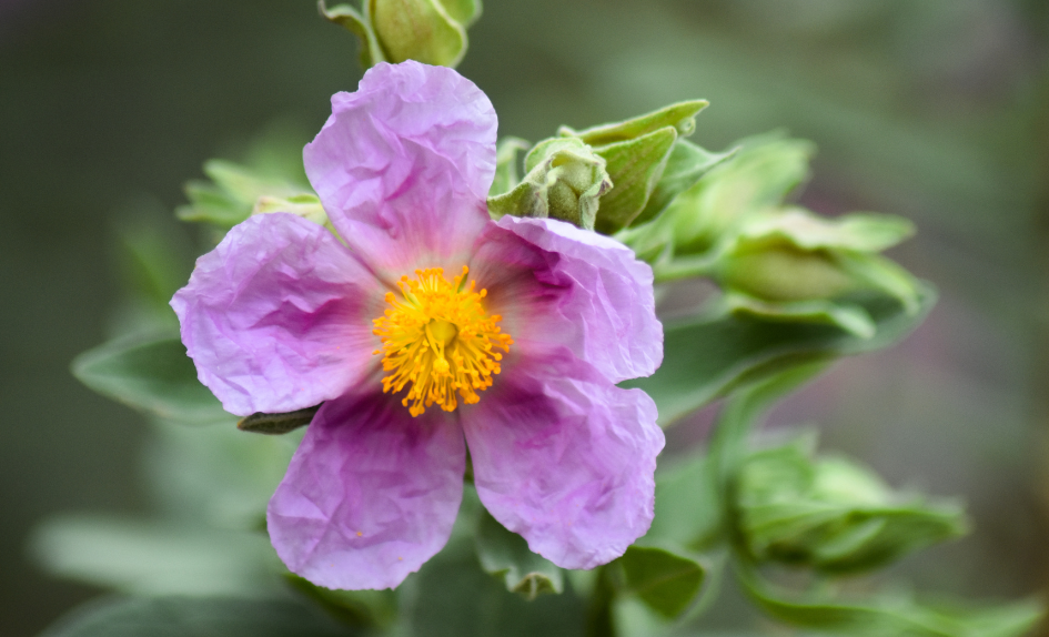 bachove esencie rock rose devatornik peniaztekovity